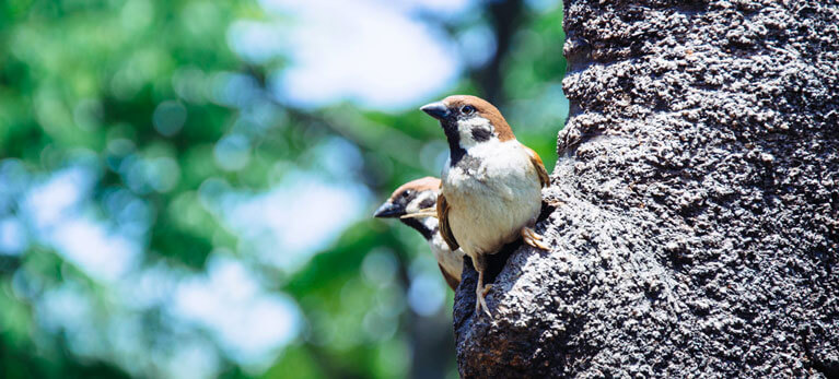 how to get rid of sparrows - Comment éloigner les moineaux