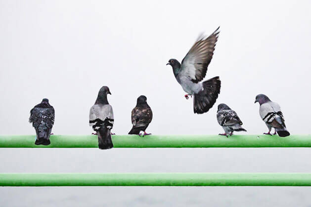 Comment éloigner les pigeons - Pigeon Control