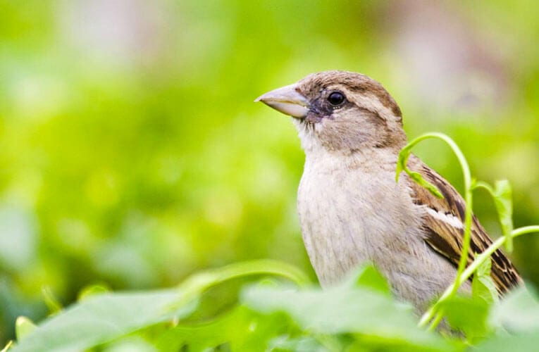 Comment éloigner les moineaux - how to get rid of sparrows
