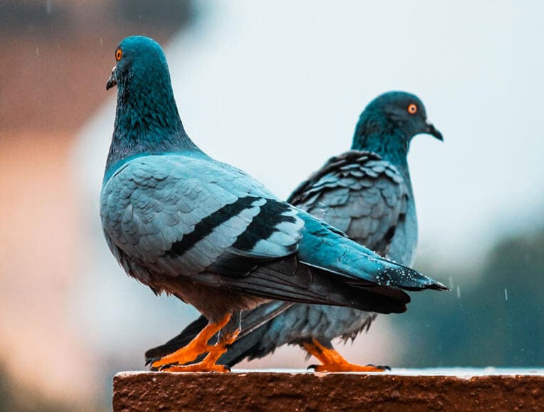 Comment éloigner les pigeons - how to get rid of pigeons