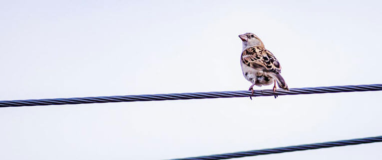 How to get rid of sparrows - Comment éloigner les moineaux