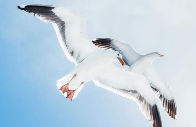 Comment éloigner les goélands - seagulls control