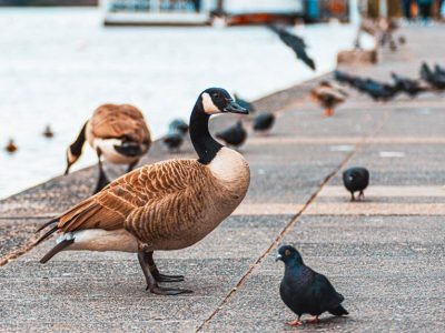 Canada goose control - Comment éloigner les bernaches